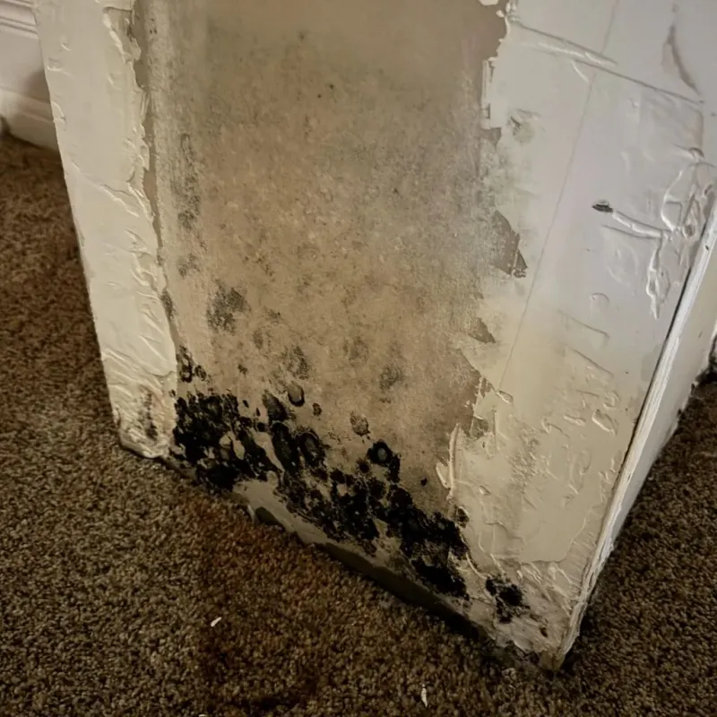 Professional Mold Removal in Kinder, LA